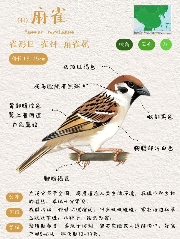 中国的麻雀其实有5种