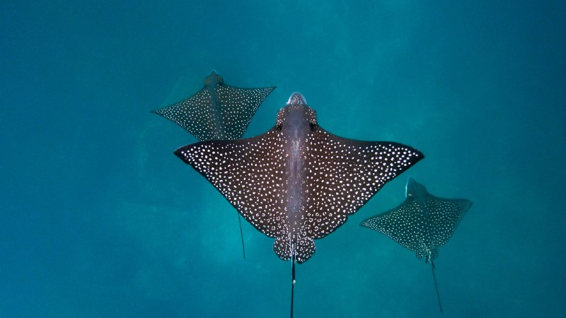 Winging it underwaterSpotted eagle rays, San Cristóbal Island, Galápagos Islands, Ecuador (© Tui De Roy/Minden Pictures)