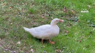 Утёнка спасли от голодной смерти жители московского двора — теперь у клювика свой бассейн, регулярная кормёжка и толпа любящих кожаных под боком. В эфире Mash трогательновый и наша версия не гадкого утёнка.Впервые кряка редкой породы мулард нашли на Ленинс