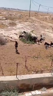 מתנחל משחרר את הכבשים שלו ליד בית פלסטיני בוואדי אלרחים, דרומית לחברון.