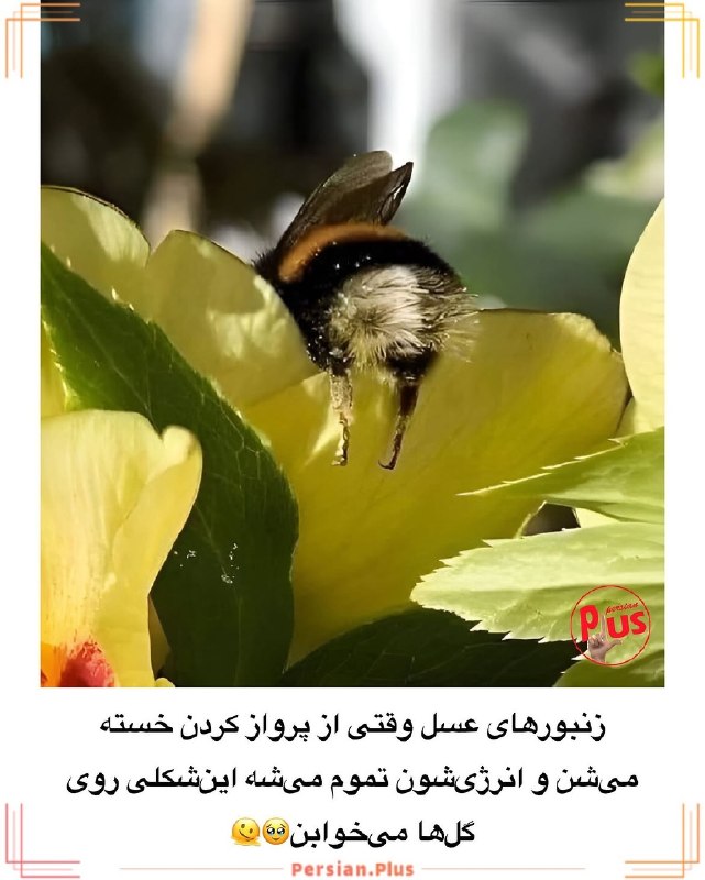 پاتوق: خیلی با نمکن🥹🫠@patoghخیلی با نمکن🥹🫠@patogh