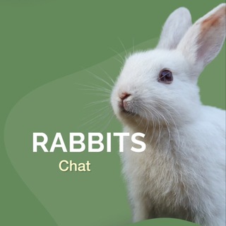 Rabbits Chat 🐇