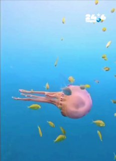 🇮🇱 יפהפייה זוהרת - אבל עדיף מרחוק המדוזה הסגולה (Pelagia noctiluca) היא אחת המדוזות המרשימות בים. היא מסו…