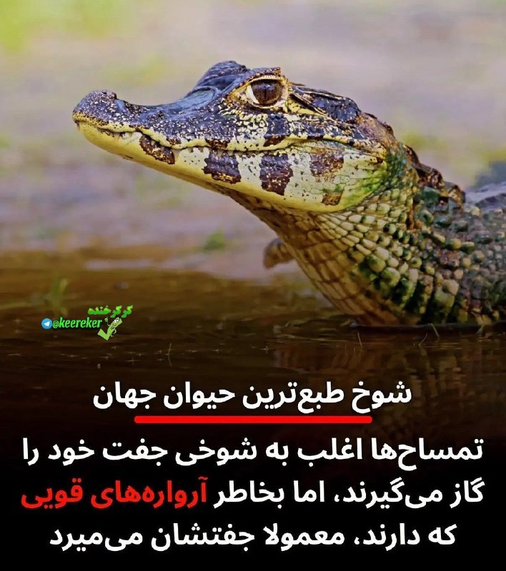 😂 😜 کرکر خنده 😜😂: تمساحهای ماده معمولا به شوخی پارتنرشون رو گاز میگیرن، اما چون آروارههای قویای دارن، نرهای بدبخت میمیرن 😃 🐊. .♨️ 🆔 @ke