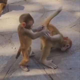 Comedy/monkey club😉 Telegram Group Link