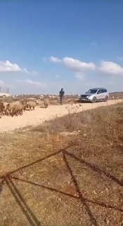 מתנחלי ישראל I משחררים את הכבשים שלהם סביב בתים פלסטינים באזור גרבה, צפונית מערבית לסינג'יל, צפונית לרמאללה.
