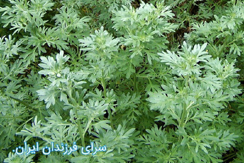 سرای فرزندان ایران.: 🌾 🦁 🍏 🍇 🍎 🌾 🌻 🔷 امروز؛ 🔆 🕊 🔆🟢 به☀️روز پیروز و فرخ 🌞روز: (#خور_خشتره_ویریہ)و 🌾شهریور🌞ماه؛ بہ سال ۳۷۶۴ 🔥مزدیسنی.۳۷۶۴ / ۰۶ 