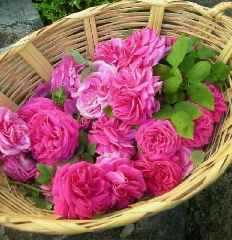 كانال گرگان 🌹: دراین‌صبح زیبادسته گلی میسازمبنام "سلام"که هرگل آن"دعایی"وهربرگش سلامیبرای سلامتی شماباعطرخوشِ زندگیصبح تون بخیر🌺 t.me/j