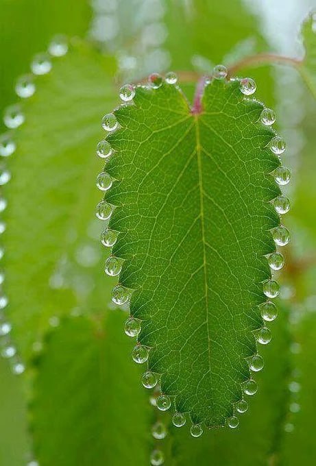 Guttation is the exudation of drops of xylem sap on the tips or edges of leaves of some vascular plants, such as grasses.