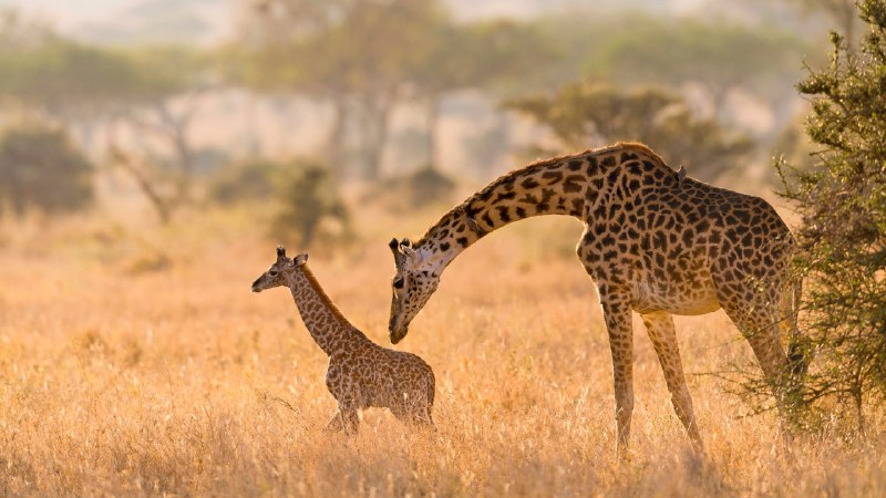 Spot the spotsMasai giraffe mother grooming her calf in the Serengeti, Tanzania (© Alberto Cassani/Getty Images)