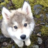 info wolfs