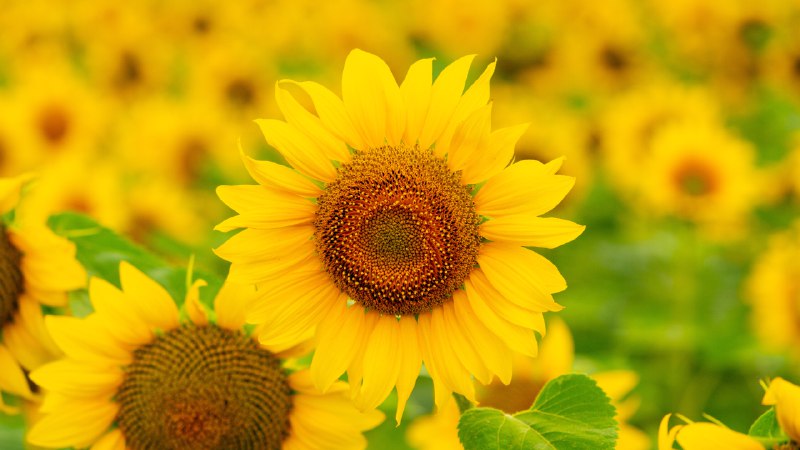 Hello yellow!Sunflowers in a field in summer (© Arsgera/Shutterstock)