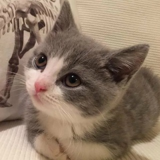 𝗩2𝘅𝗽𝗿𝗼𝗚𝗮𝗺𝗶𝗻𝗴🎀 Telegram Group Link