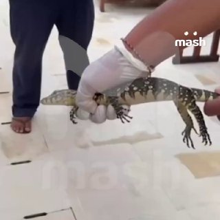 ЗДОРОВЕННЫЙ ВАРАН выполз из унитаза на Бали и напугал йога-терапевта-коуча-сексолога из России. Плюс одна причина опасаться райских островов.Елена приехала на райский остров учить девушек медитации и спокойствию. Её собственное спокойствие было подорвано: 