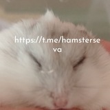 пельмешка сева 🥟