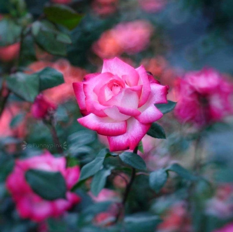 🌹:📖دعاهای عرفانی سریع الاجابه قرآنی📖:🌹: خدایا شب عزیزانم را لبریز آرامش کنبر دل و زندگیشان نور مهربانیات را جاری سازو لحظههایشان رابا عشق و امید پُر کندر پناه