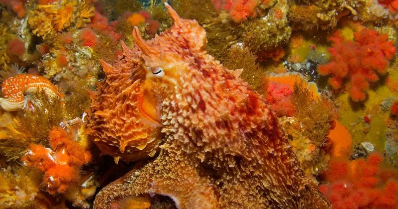 科學家從「隱形大師」章魚身上學到什麼？