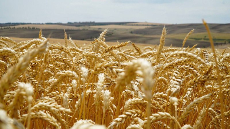 ❄️ Пришедшие в Дагестан морозы не сказываются на урожае озимых зерновых культур фото