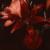 𓂃 ࣪ ⁠⁠⁠🦢་༘࿐𝚂𝚙𝚒𝚍𝚎𝚛 𝙻𝚒𝚕𝚢 𝙴𝚜𝚌𝚊𝚙𝚒𝚜𝚖