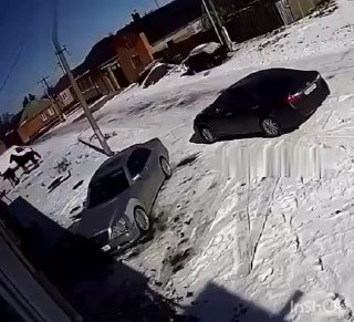 Внезапно 😱😱😱попал под лошадь 🙈🙈🙈