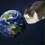 Срущий котик
