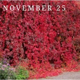 November 25th
