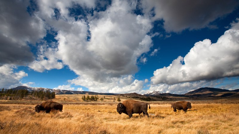 From near extinction to national iconAmerican bison in Yellowstone National Park, Wyoming (© Ian Shive/TANDEM Stills + Motion)