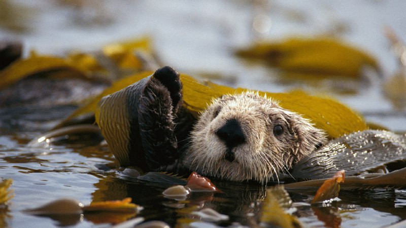 Otterly importantSea otter floating in a kelp bed in Alaska Maritime National Wildlife Refuge (© Gerry Ellis/Minden Pictures)