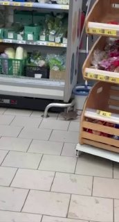 חולדות תקפו את אחד הפיאטוצ'קה במוסקבה - המכרסמים רצו בחוצפה דרך הוויטרינה הפתוחה, ניסו את הירקות והירקות ונ…