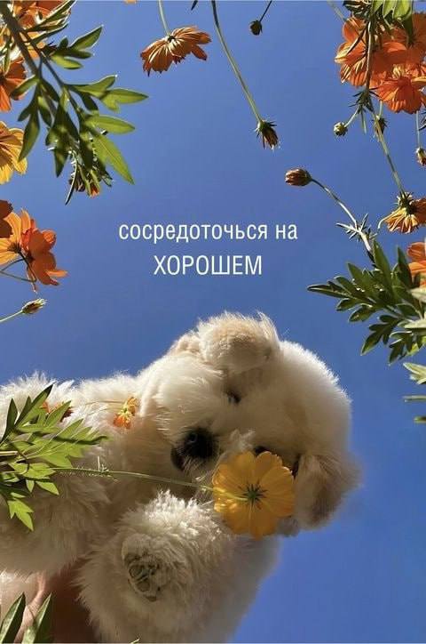 Забирайте послание на день если отправишь своей любимке Я В ДОМИКЕ Please open Telegram to view this post VIEW IN TELEGRAM - изображение 8 - telegram, view, забирайте