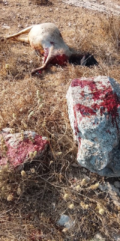 جنود إسرائيليون يطلقون النار على راعٍ بالخليل فتنفق أغنامه