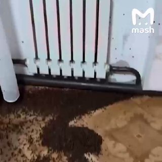Тонна божьих коровок припарковались в доме в селе Яйлю на Алтае. Оставил окно открытым — рой жужжалок в подарок.Жучки мигрируют из-за зимовки — ищут тёплые и солнечные места для отдыха. Например, ваши балконы и кровати. Плюс, букахи — хищники, в сезон коче