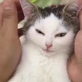 oddi