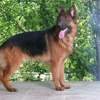 Ethio dog shop