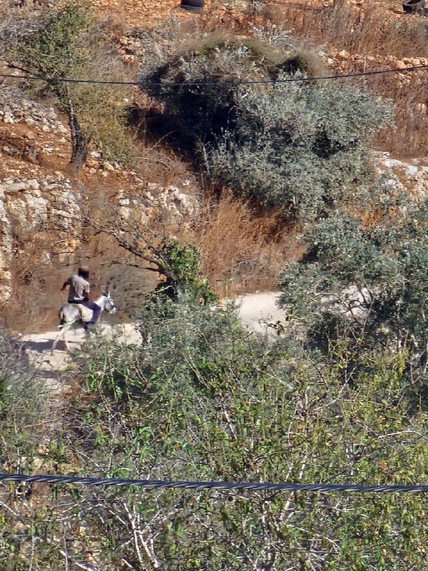 בסרטון נראה מתנחל גונב חמור מאדמות הכפר יאסוף, מזרחית לקלקיליה, הגדה המערבית