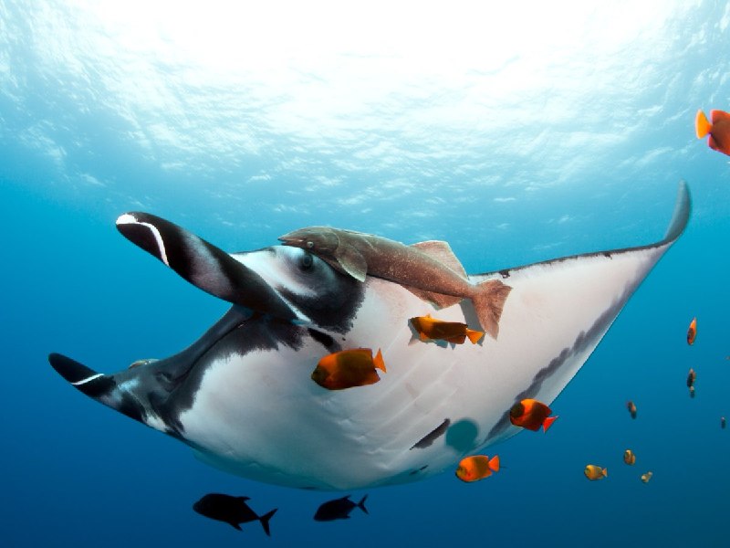 Manta rays regularly visit cleaning stations where smaller fish remove dead skin and parasites.Did you know? 🎓