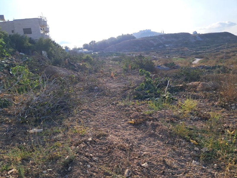טבח נגד עצים... הכיבוש הורג מאות עצי פרי באדמות הכפר טל, דרומית מערבית לשכם