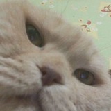 деградация до амёбы