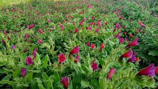 اخبار همدان: نسخه همدان برای عبور گیاهان دارویی از تولید خام به فرآوری🔹️رئیس سازمان جهاد کشاورزی استان همدان: همدان به دلیل تنوع اقلی