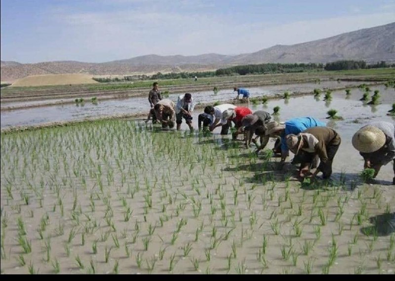 اخبار عدلیه: رسانه پست