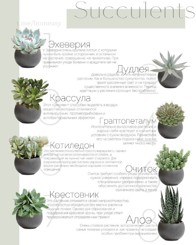 8 самых модных суккулентов для современных интерьеров. Суккуленты идеальные растения для сильно занятых и забывчивых. Простые в уходе и красивые на... - изображение 1 - telegram, view, самых