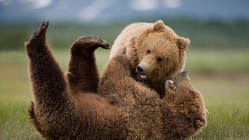 Bear with us—it's National Wildlife DayGrizzly bears wrestling, Katmai National Park and Preserve, Alaska (© Cavan Images/Adobe Stock)