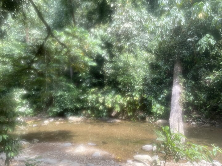 「印尼遊記」蘇門答臘雨林探險記