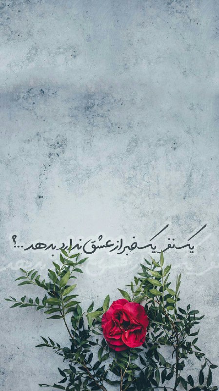 کانال کربلا: 🌹💕امشبآغاز امامت شما راجشن می گیریم و یکدیگر رابه لبخند دعوت میکنیم!زیبائیهای کلام و مرام تان رابازگو می کنیم!چون مید