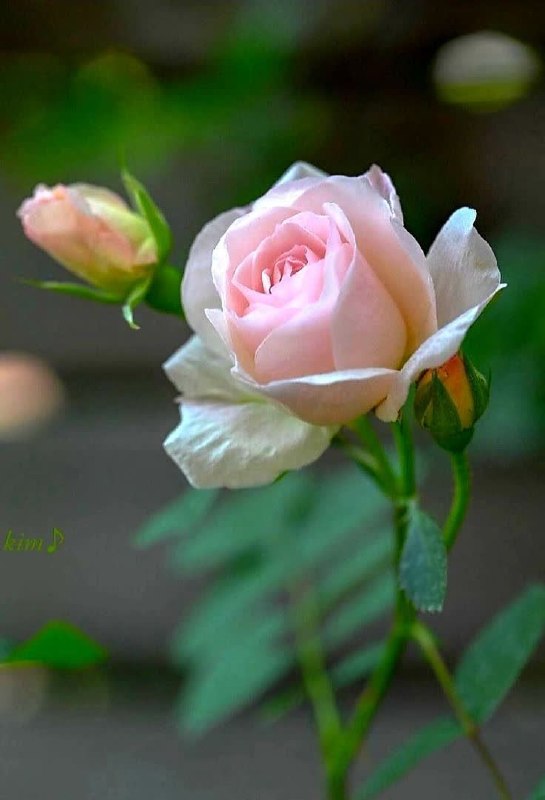 💚نظرقلی آنلاین💚: ذکر های آرامش دهنده برای هر ترسی: لا اله الا اللهبرای هر نعمتی:الحمداللهبرای هر آسایشی:الشّکرللهبرای هرچیز شگفت آوری:سُب