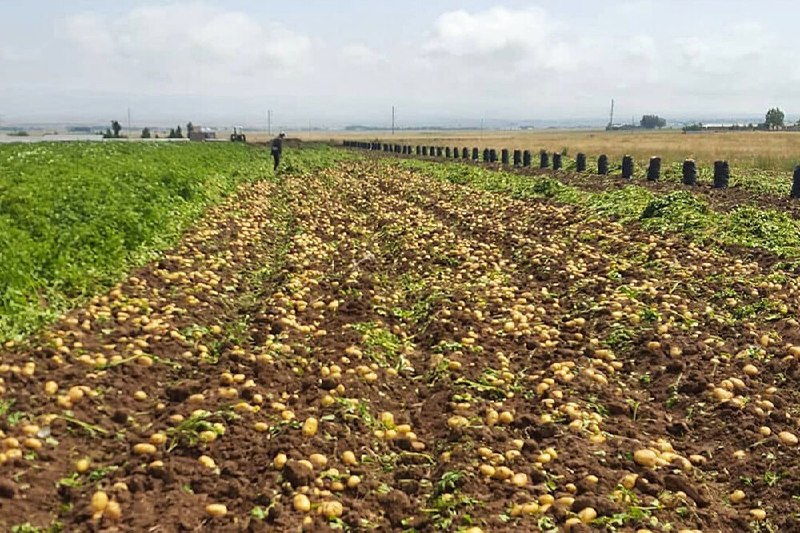 דרכו של המדן ממכירת תפוחי אדמה גולמיים לעיבוד ויצוא