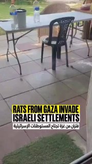 Rodent infestation from Gaza bites Israeli settlers, destroys crops