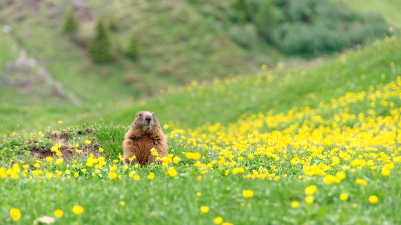 Will Phil see his shadow?Marmot peeking out of its burrow (© Scacciamosche/Getty Images)