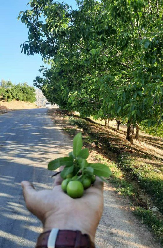 مهر نامه (دانش نامه ای برای زندگی ) 🤝: 🕊شادیهای کوچک بیاب، خوشیهای کوچک بساز، طوری که بتوانی دوام بیاری، طوری که زندگی همچنان ارزشِ زیستن داشته باشد.📎یادت ب