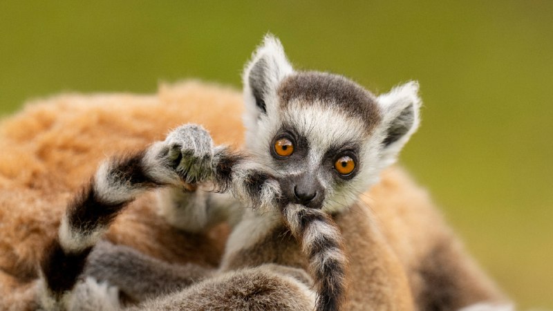 Madagascar nativeRing-tailed lemur infant playing with its own tail, Madagascar (© Andy Rouse/Nature Picture Library)
